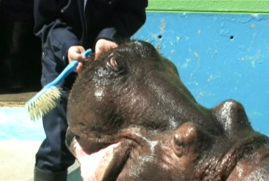 Você está visualizando atualmente Hipopótamo: Garoto propaganda da Semana de Bons Dentes