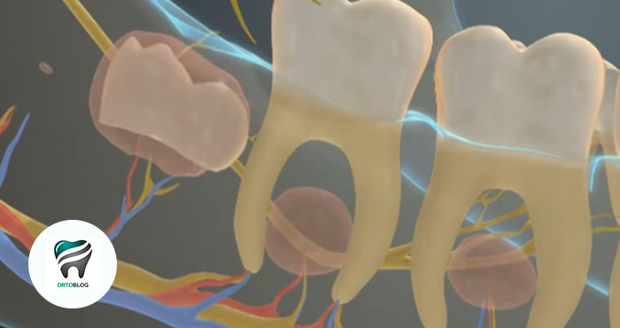 FABULOSO VÍDEO!!! Desenvolvimento da Dentição – Do dente de leite ao permanente.