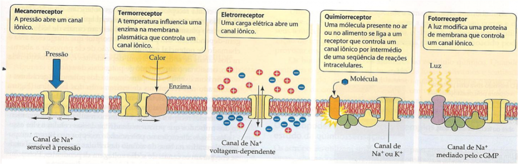receptores