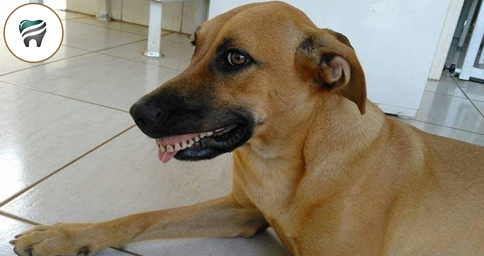 Leia mais sobre o artigo Conheça a verdadeira história da Pandora, a cadelinha que usa uma dentadura.